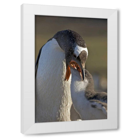 Saunders Island Gentoo penguin feeds its chick White Modern Wood Framed Art Print by Anon, Josh