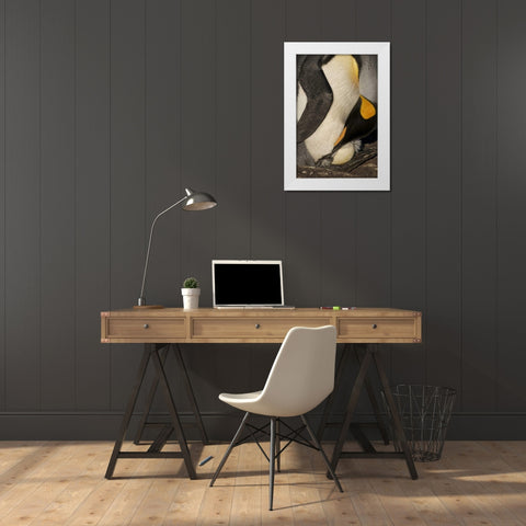Saunders Island A king penguin with egg White Modern Wood Framed Art Print by Anon, Josh
