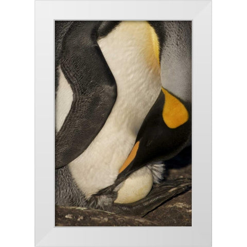 Saunders Island A king penguin with egg White Modern Wood Framed Art Print by Anon, Josh