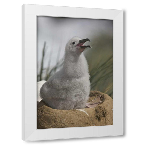 Saunders Island A juvenile albatross calling White Modern Wood Framed Art Print by Anon, Josh