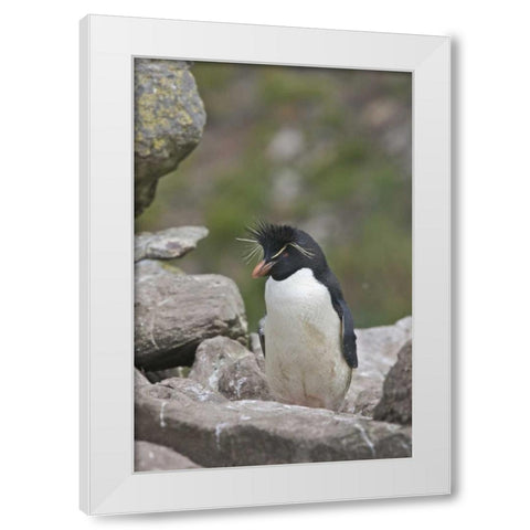 West Point Island Rockhopper penguin in rookery White Modern Wood Framed Art Print by Anon, Josh