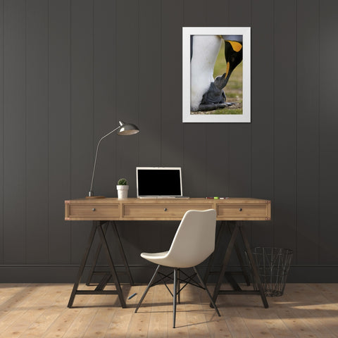 Volunteer Point King penguin nuzzles its baby White Modern Wood Framed Art Print by Anon, Josh