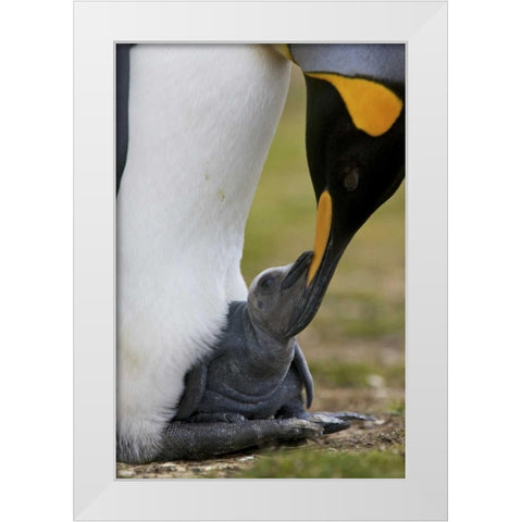 Volunteer Point King penguin nuzzles its baby White Modern Wood Framed Art Print by Anon, Josh
