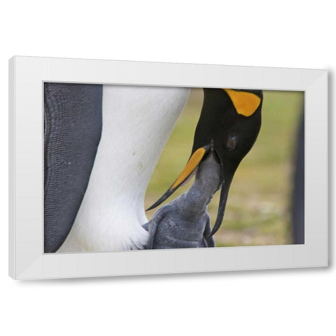 Volunteer Point A king penguin feeds its chick White Modern Wood Framed Art Print by Anon, Josh