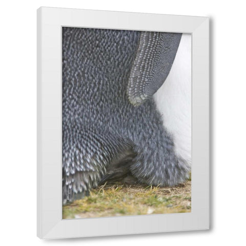 Volunteer Point King penguin chick under parent White Modern Wood Framed Art Print by Anon, Josh