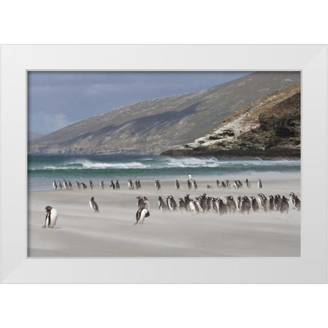 South Atlantic, Saunders Isl Magellanic penguins White Modern Wood Framed Art Print by Young, Bill