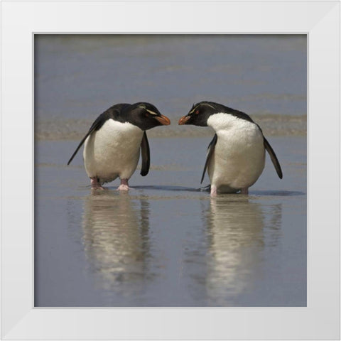 Falkland Islands Rockhopper penguins on beach White Modern Wood Framed Art Print by Anon, Ellen