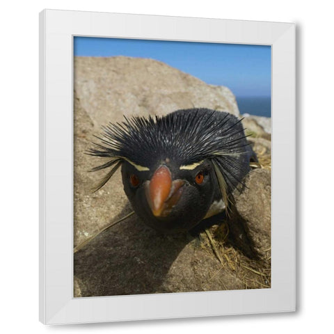 Falkland Islands Close-up of rockhopper penguin White Modern Wood Framed Art Print by Anon, Ellen