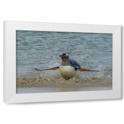Falkland Islands, Bleaker Island Gentoo penguin White Modern Wood Framed Art Print by Illg, Cathy and Gordon