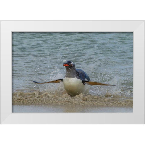 Falkland Islands, Bleaker Island Gentoo penguin White Modern Wood Framed Art Print by Illg, Cathy and Gordon