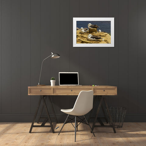Saunders Island Black-browed albatrosses White Modern Wood Framed Art Print by Illg, Cathy and Gordon