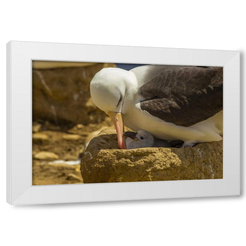 Saunders Island Black-browed albatross and chick White Modern Wood Framed Art Print by Illg, Cathy and Gordon