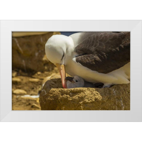 Saunders Island Black-browed albatross and chick White Modern Wood Framed Art Print by Illg, Cathy and Gordon