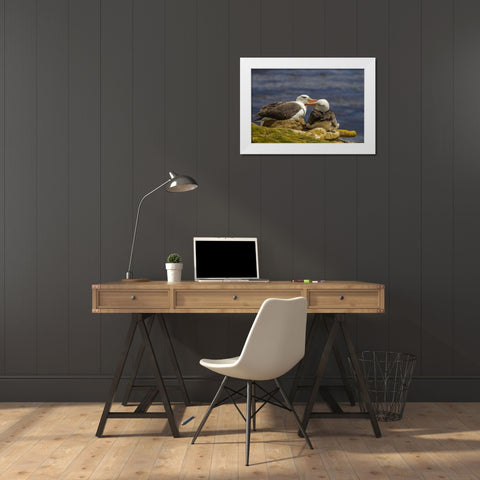 Saunders Island Black-browed albatross preening White Modern Wood Framed Art Print by Illg, Cathy and Gordon