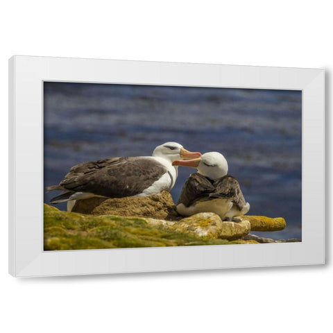 Saunders Island Black-browed albatross preening White Modern Wood Framed Art Print by Illg, Cathy and Gordon