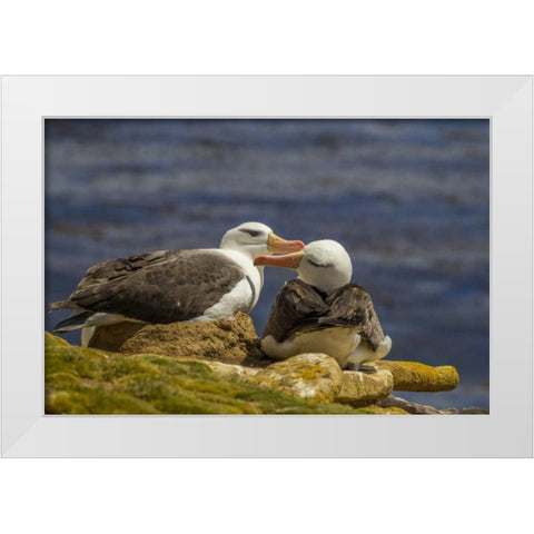 Saunders Island Black-browed albatross preening White Modern Wood Framed Art Print by Illg, Cathy and Gordon