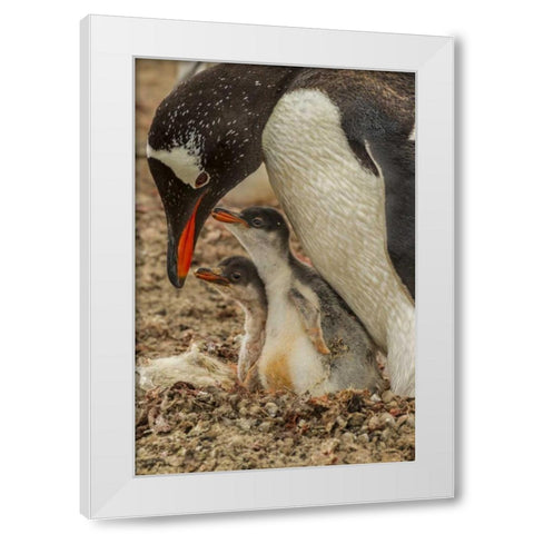 Saunders Island Gentoo penguin adult with chicks White Modern Wood Framed Art Print by Illg, Cathy and Gordon