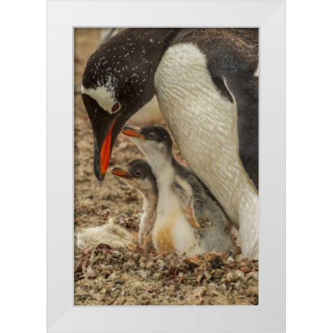 Saunders Island Gentoo penguin adult with chicks White Modern Wood Framed Art Print by Illg, Cathy and Gordon