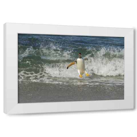 Sea Lion Island Gentoo penguin surfing on shore White Modern Wood Framed Art Print by Illg, Cathy and Gordon
