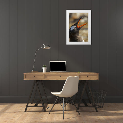Sea Lion Island Gentoo penguin calling White Modern Wood Framed Art Print by Illg, Cathy and Gordon