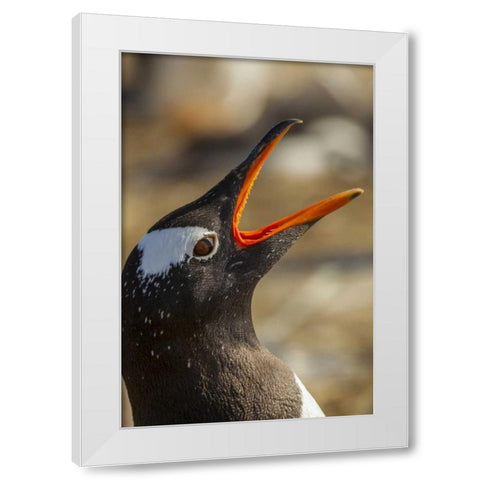 Sea Lion Island Gentoo penguin calling White Modern Wood Framed Art Print by Illg, Cathy and Gordon