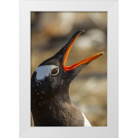 Sea Lion Island Gentoo penguin calling White Modern Wood Framed Art Print by Illg, Cathy and Gordon