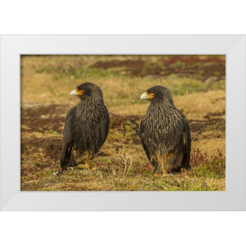 Sea Lion Island Striated caracaras on ground White Modern Wood Framed Art Print by Illg, Cathy and Gordon