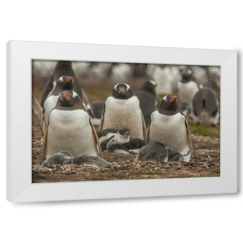 Bleaker Island Group of Gentoo penguins White Modern Wood Framed Art Print by Illg, Cathy and Gordon