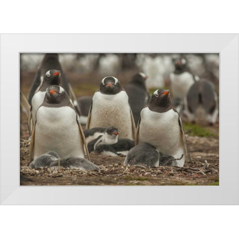 Bleaker Island Group of Gentoo penguins White Modern Wood Framed Art Print by Illg, Cathy and Gordon