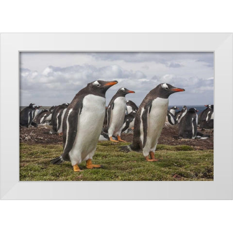 Falkland Islands, Bleaker Island Gentoo penguins White Modern Wood Framed Art Print by Illg, Cathy and Gordon