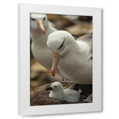 Saunders Island Black-browed albatross and chick White Modern Wood Framed Art Print by Illg, Cathy and Gordon