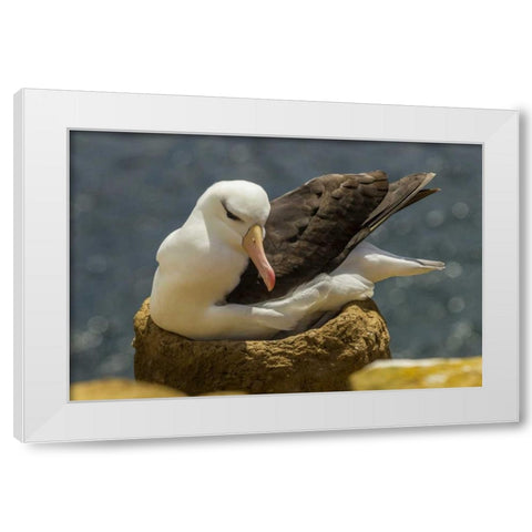 Saunders Island Black-browed albatross on nest White Modern Wood Framed Art Print by Illg, Cathy and Gordon
