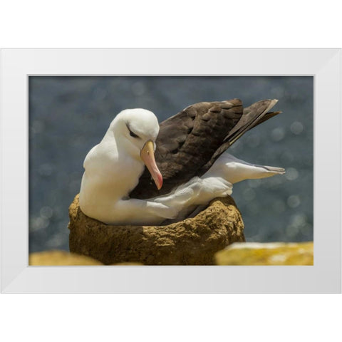 Saunders Island Black-browed albatross on nest White Modern Wood Framed Art Print by Illg, Cathy and Gordon
