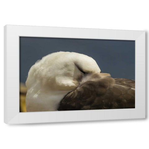 Saunders Island Black-browed albatross resting White Modern Wood Framed Art Print by Illg, Cathy and Gordon