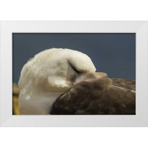 Saunders Island Black-browed albatross resting White Modern Wood Framed Art Print by Illg, Cathy and Gordon