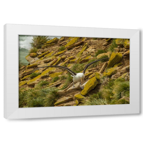 Saunders Island Black-browed albatross White Modern Wood Framed Art Print by Illg, Cathy and Gordon