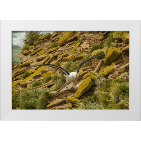 Saunders Island Black-browed albatross White Modern Wood Framed Art Print by Illg, Cathy and Gordon