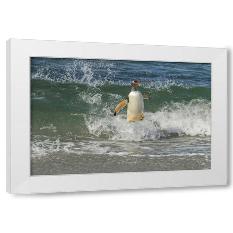 Sea Lion Island Gentoo penguin surfing on shore White Modern Wood Framed Art Print by Illg, Cathy and Gordon