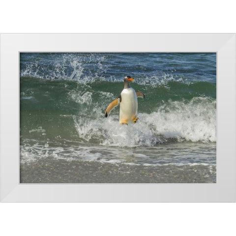 Sea Lion Island Gentoo penguin surfing on shore White Modern Wood Framed Art Print by Illg, Cathy and Gordon