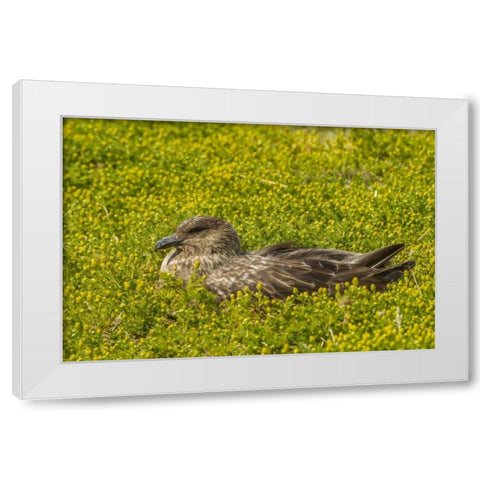 Sea Lion Island Falkland skua on nest White Modern Wood Framed Art Print by Illg, Cathy and Gordon