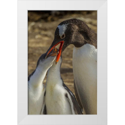 Sea Lion Island Gentoo penguin feeding chicks White Modern Wood Framed Art Print by Illg, Cathy and Gordon