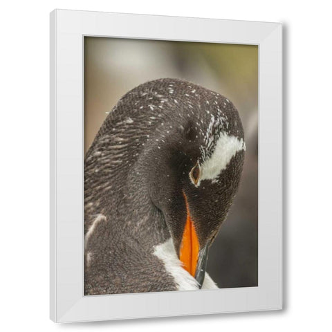 Bleaker Island Gentoo penguin adult preening White Modern Wood Framed Art Print by Illg, Cathy and Gordon