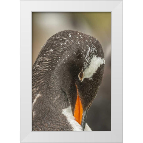 Bleaker Island Gentoo penguin adult preening White Modern Wood Framed Art Print by Illg, Cathy and Gordon