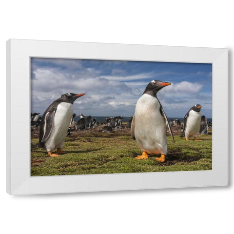 Falkland Islands, Bleaker Island Gentoo penguins White Modern Wood Framed Art Print by Illg, Cathy and Gordon