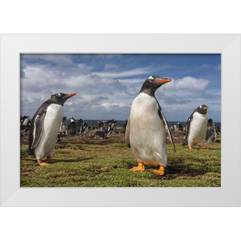 Falkland Islands, Bleaker Island Gentoo penguins White Modern Wood Framed Art Print by Illg, Cathy and Gordon