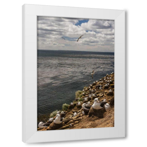 Saunders Island Black-browed albatross colony White Modern Wood Framed Art Print by Illg, Cathy and Gordon