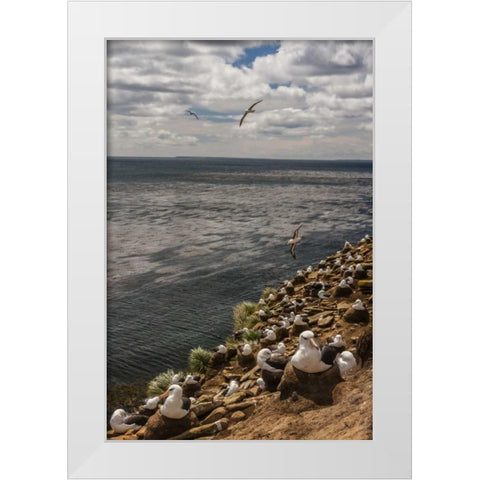 Saunders Island Black-browed albatross colony White Modern Wood Framed Art Print by Illg, Cathy and Gordon