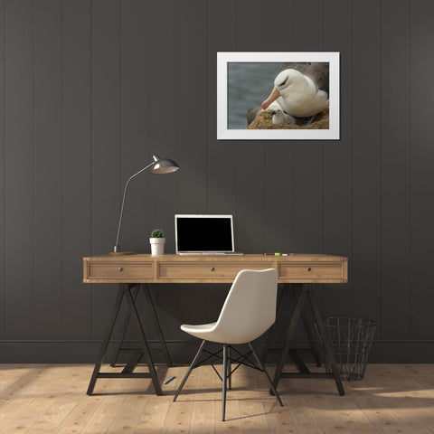 Saunders Island Black-browed albatross and chick White Modern Wood Framed Art Print by Illg, Cathy and Gordon