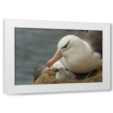 Saunders Island Black-browed albatross and chick White Modern Wood Framed Art Print by Illg, Cathy and Gordon