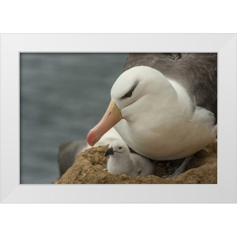 Saunders Island Black-browed albatross and chick White Modern Wood Framed Art Print by Illg, Cathy and Gordon